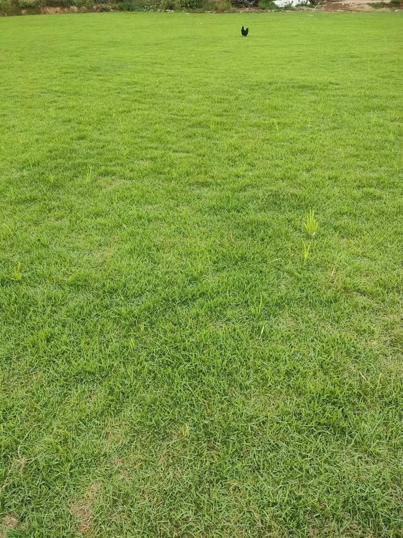 带泥土真草皮工程别墅庭院绿化草坪四季青马尼草坪