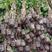 大红，紫色藤条品种优良，裸根，带土出售，量大优惠。