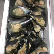 海鲜半壳带子15斤冷冻贝类绿贝带子约150个