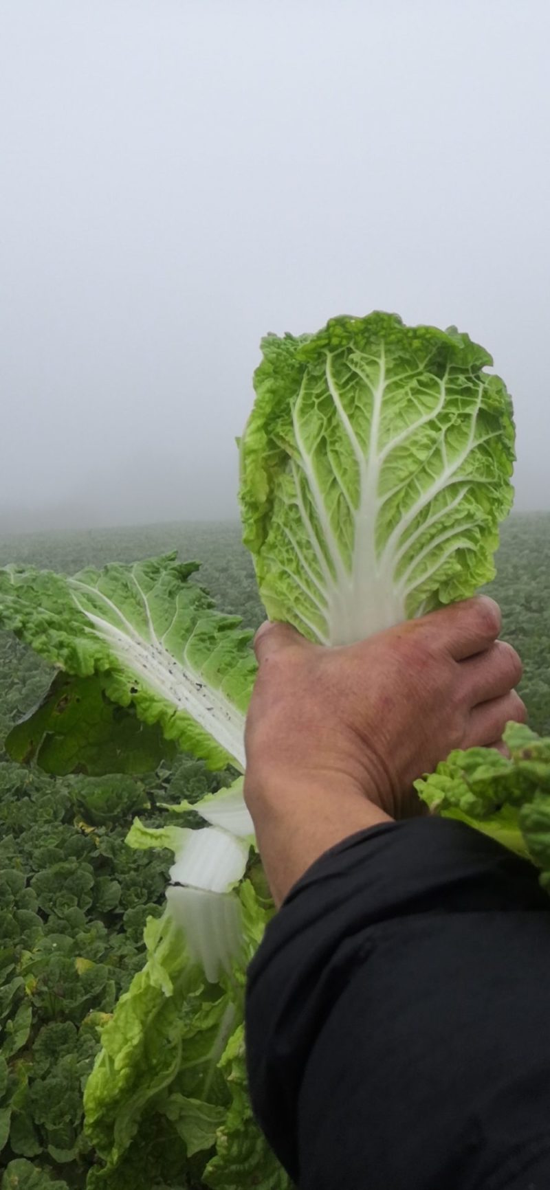 云南高山娃娃菜产地直销，货源充足，量大从优