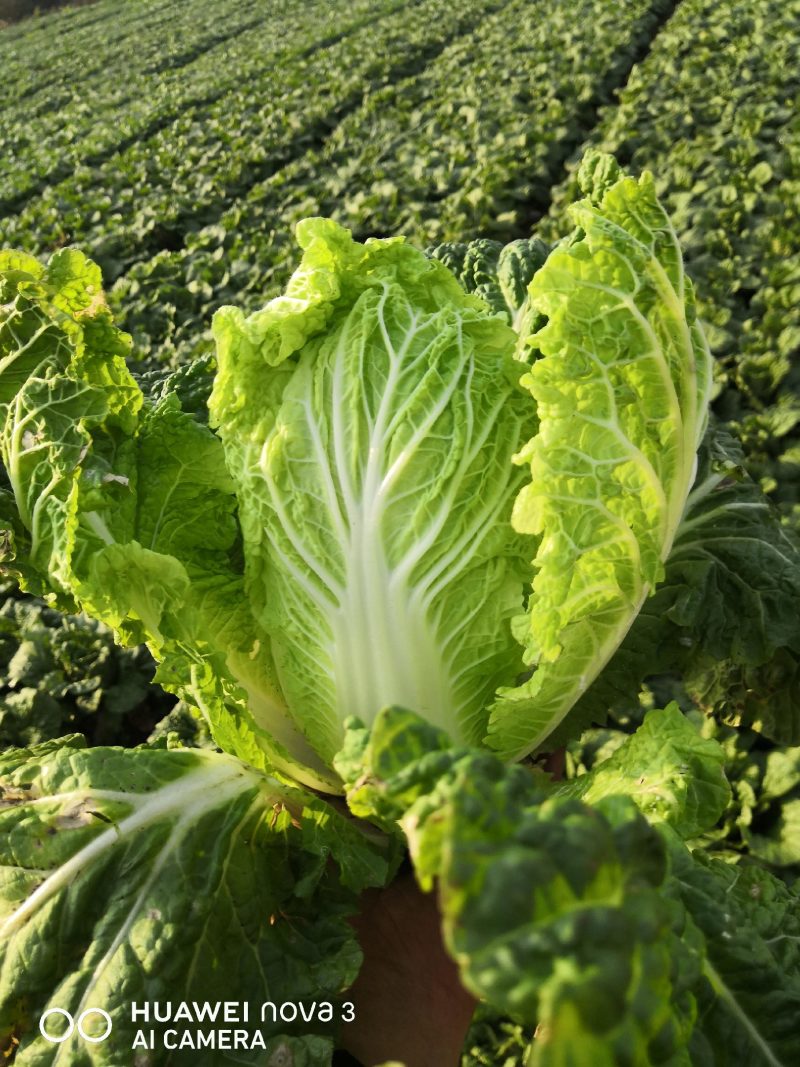 云南高山娃娃菜产地直销，货源充足，量大从优