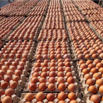 蛋鸡养殖场直供新鲜鸡蛋