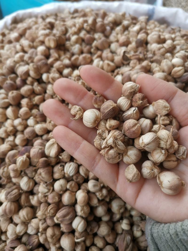 白寇白豆蔻调料药食两用正品质量非便宜货量大从优