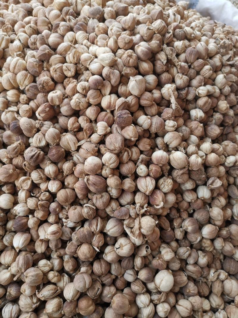 白寇白豆蔻调料药食两用正品质量非便宜货量大从优