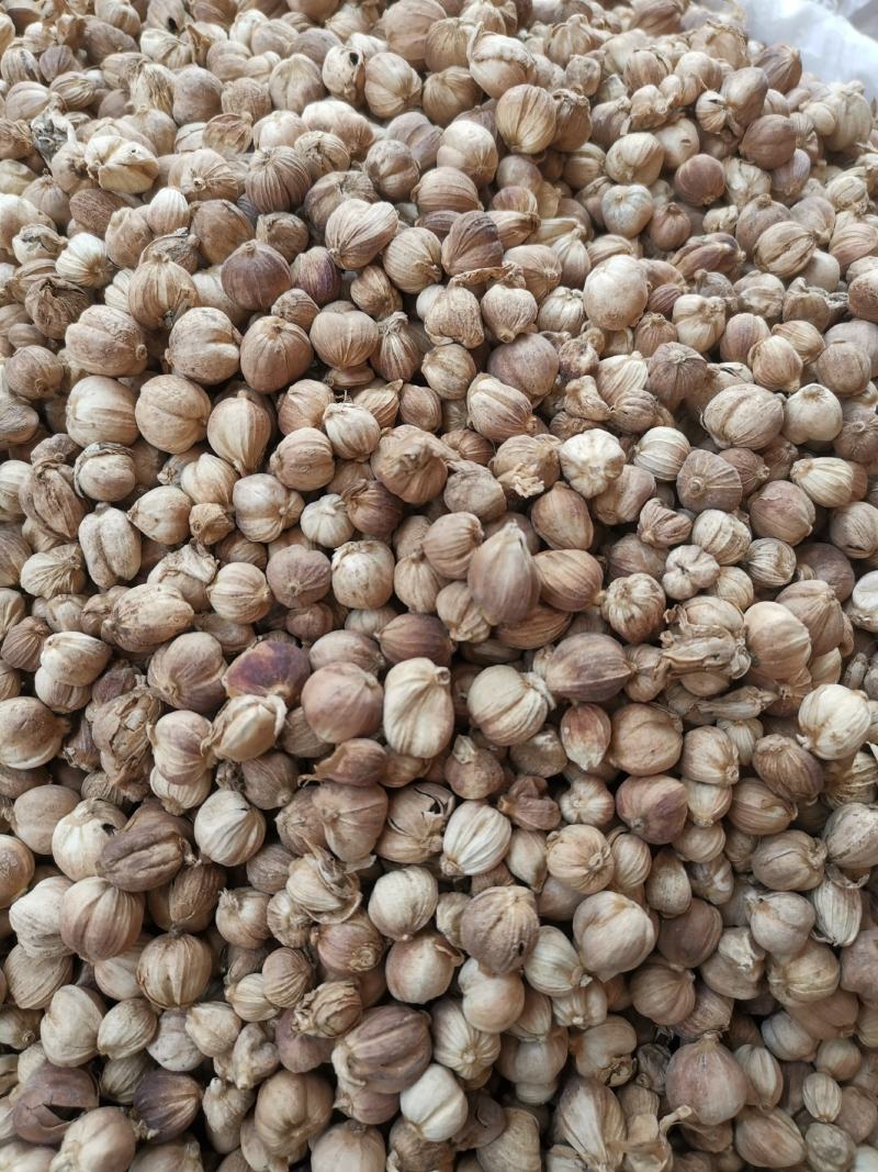 白寇白豆蔻调料药食两用正品质量非便宜货量大从优