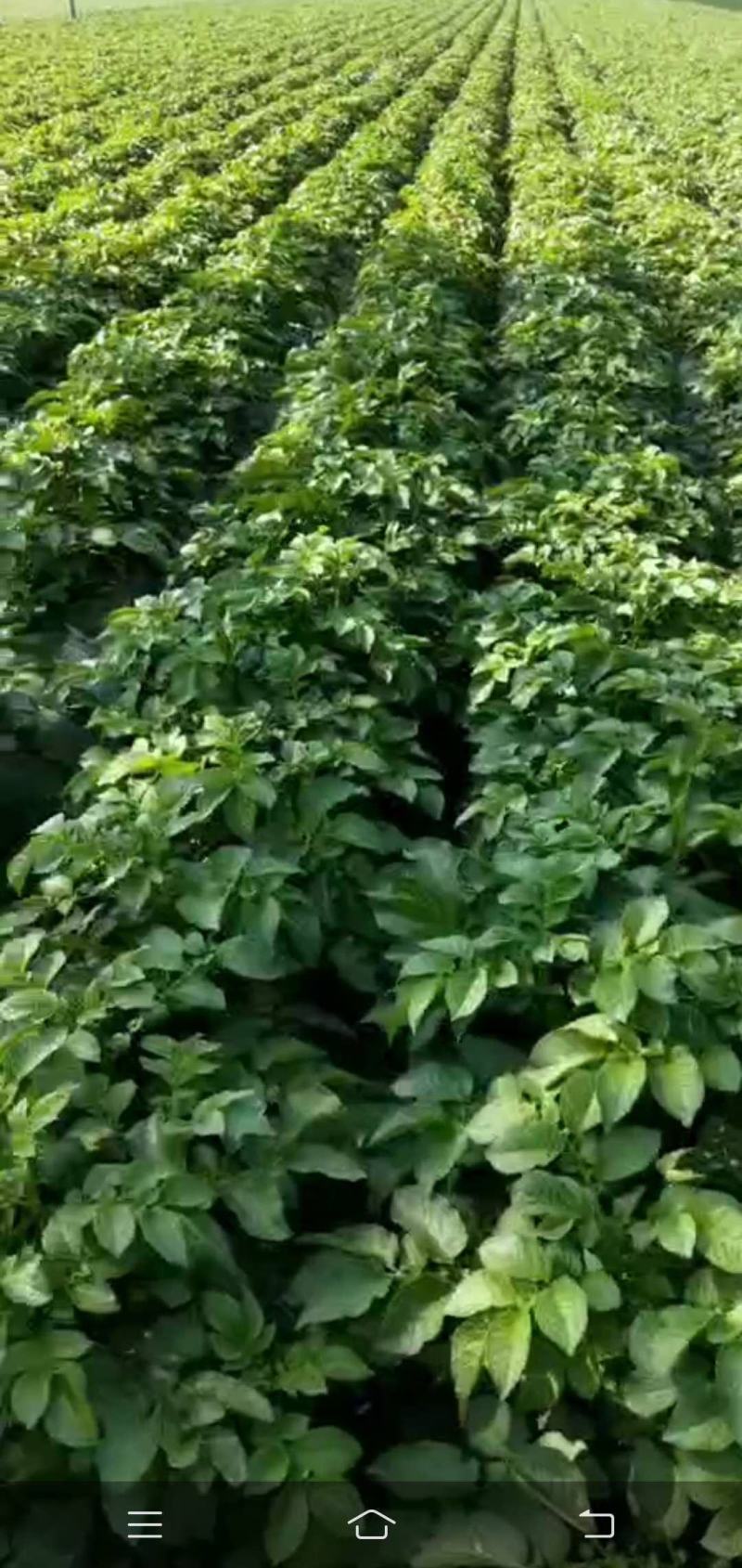 马玲薯种子公司销售