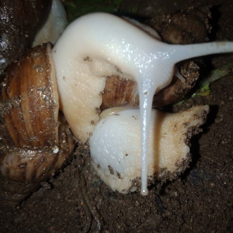 白玉蜗牛自家养的