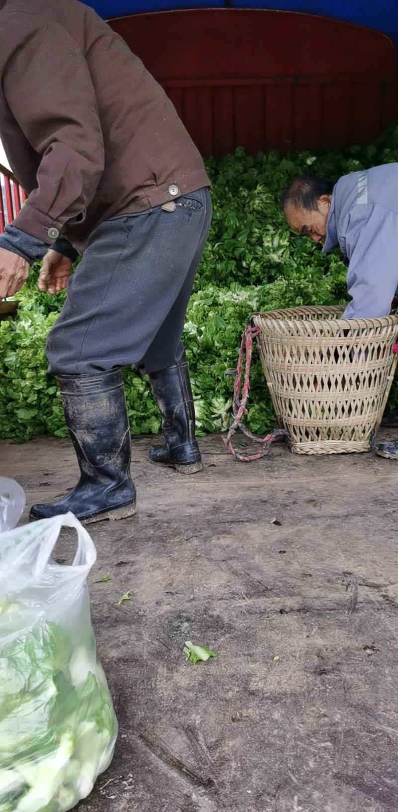 儿菜，无红头，冒苔，儿清秀，欢迎来电合作。