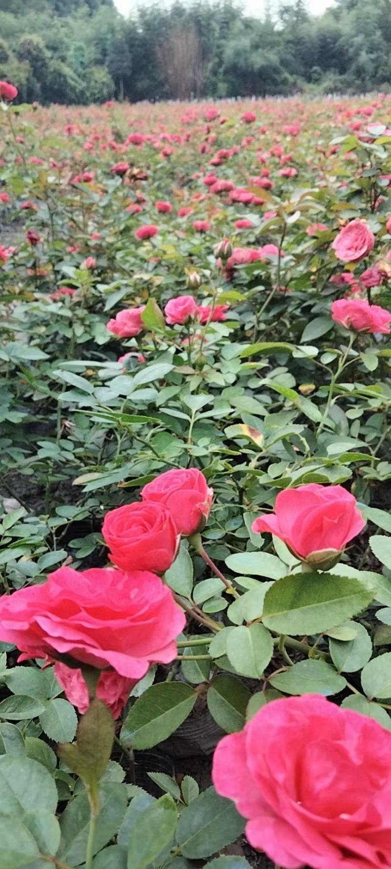 四川成都温江出售大量精品月季丰花月季大花月季欧月月季