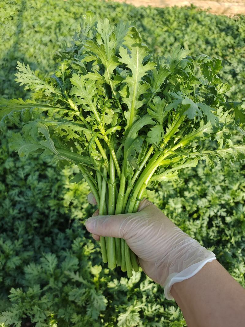 精品茼蒿菜山东潍坊精品茼蒿绿色有机种植基地欢迎咨询