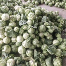 各种蔬菜，甘蓝，白菜，走加工厂