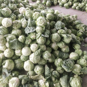 各种蔬菜，甘蓝，白菜，走加工厂
