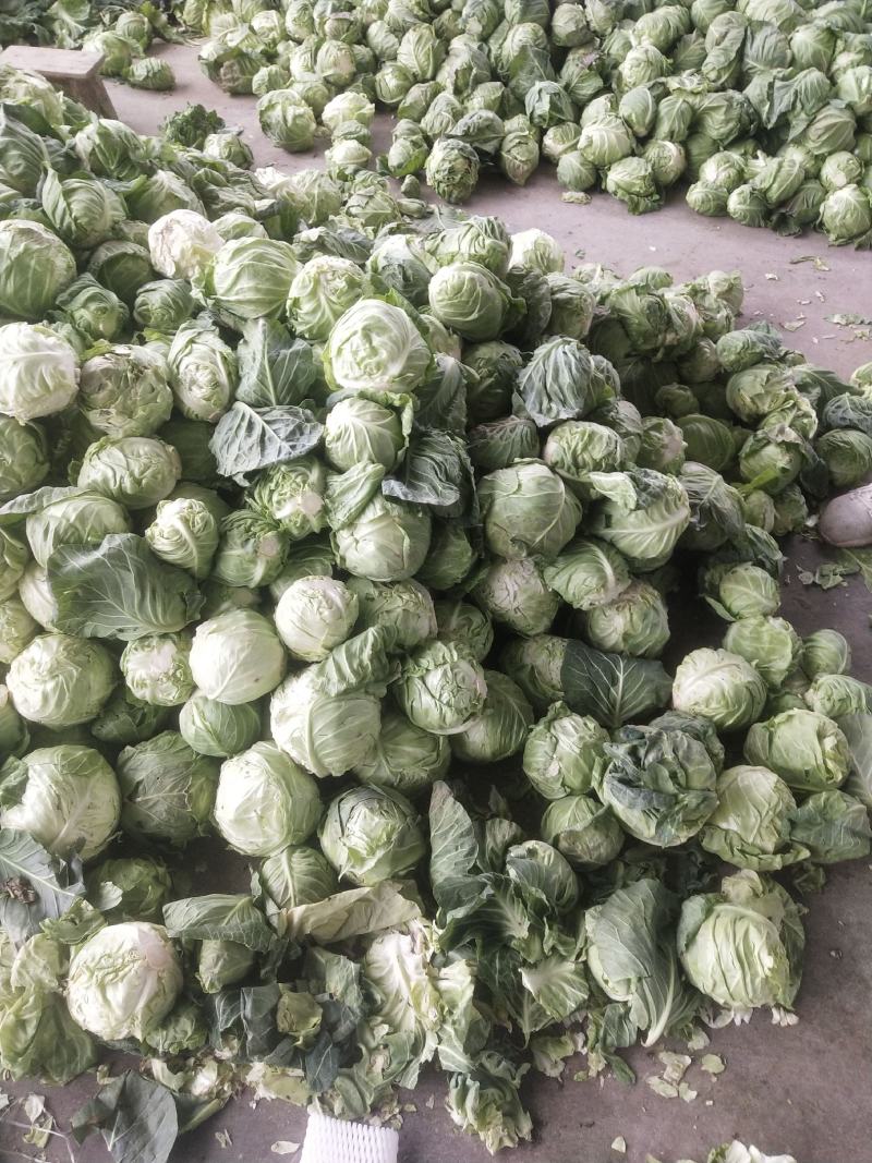 各种蔬菜，甘蓝，白菜，走加工厂