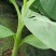 矮脚香蕉苗粉蕉苗小米蕉苗桂蕉一号B6香蕉苗营养杯苗
