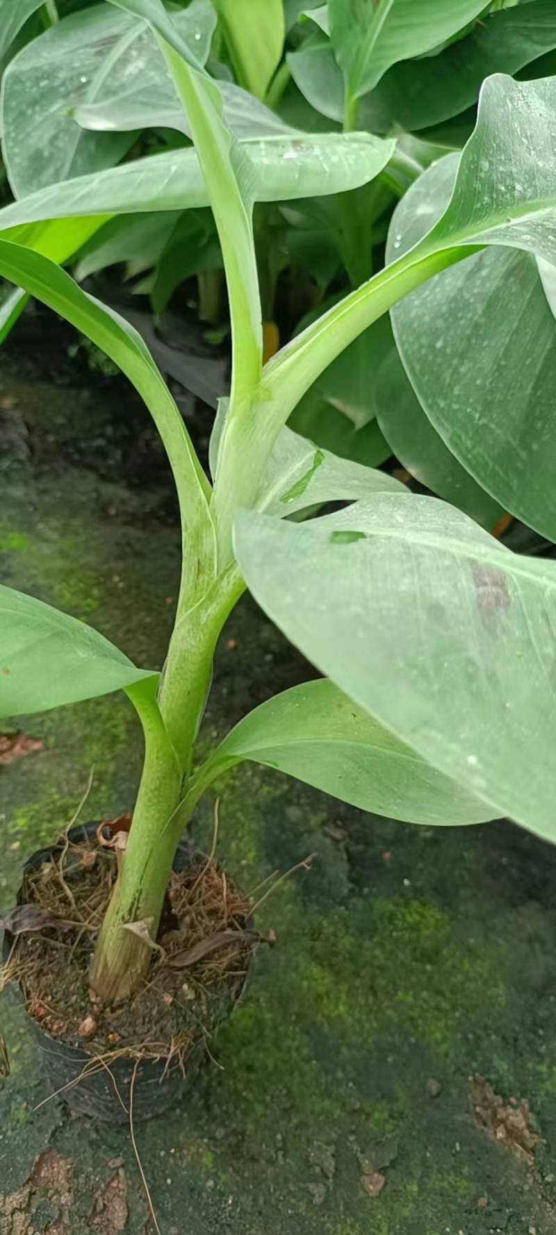 矮脚香蕉苗粉蕉苗小米蕉苗桂蕉一号B6香蕉苗营养杯苗