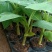 矮脚香蕉苗粉蕉苗小米蕉苗桂蕉一号B6香蕉苗营养杯苗