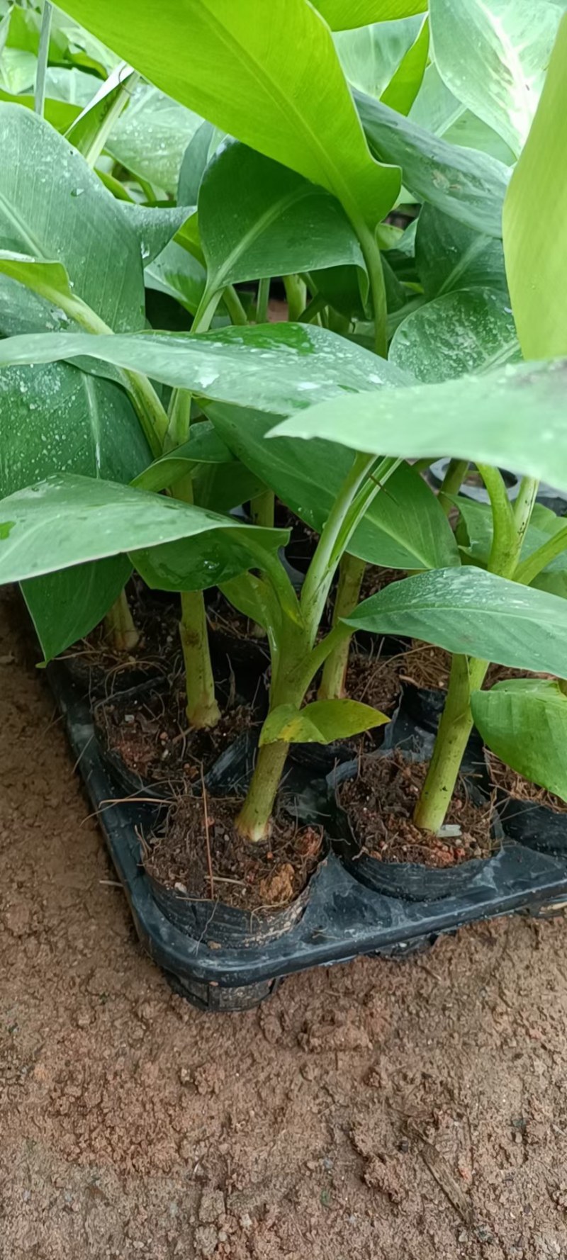 矮脚香蕉苗粉蕉苗小米蕉苗桂蕉一号B6香蕉苗营养杯苗