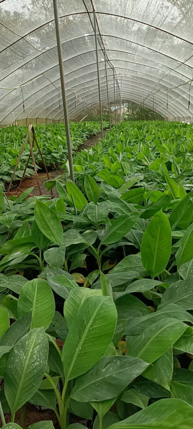 矮脚香蕉苗粉蕉苗小米蕉苗桂蕉一号B6香蕉苗营养杯苗