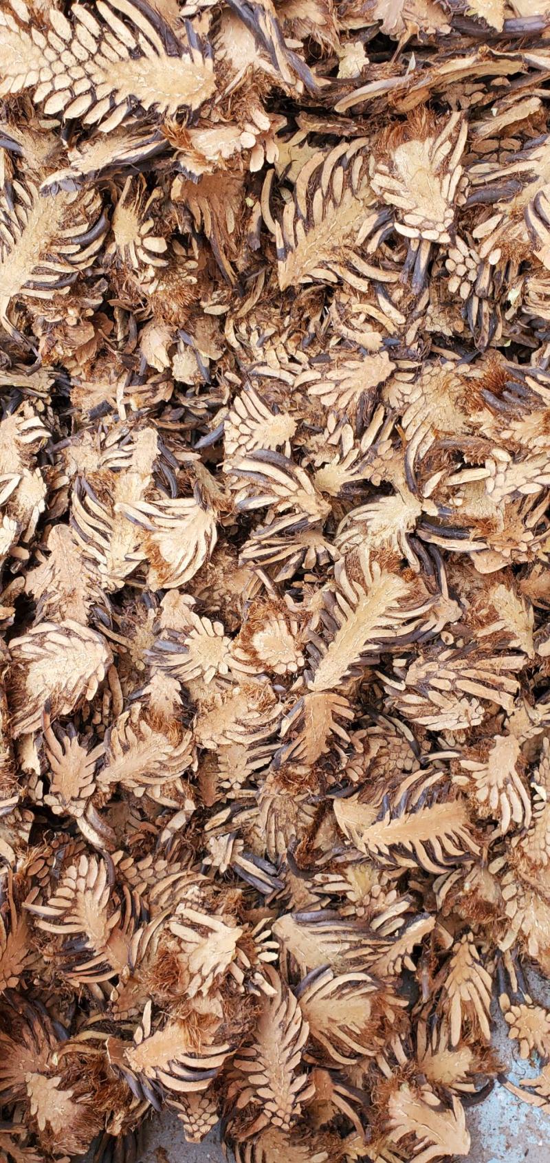 【精品】东北绵马贯众当季新货产地直供无熏无染品质保证