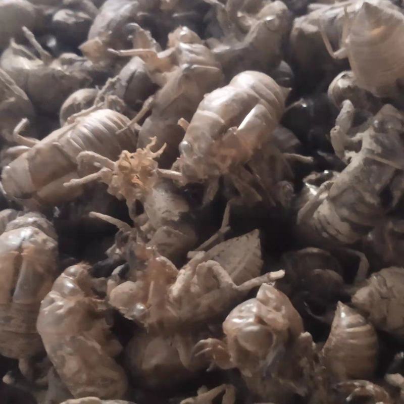 悦享蝉蜕好滋味原产地农产品24小时在线服务现货秒发