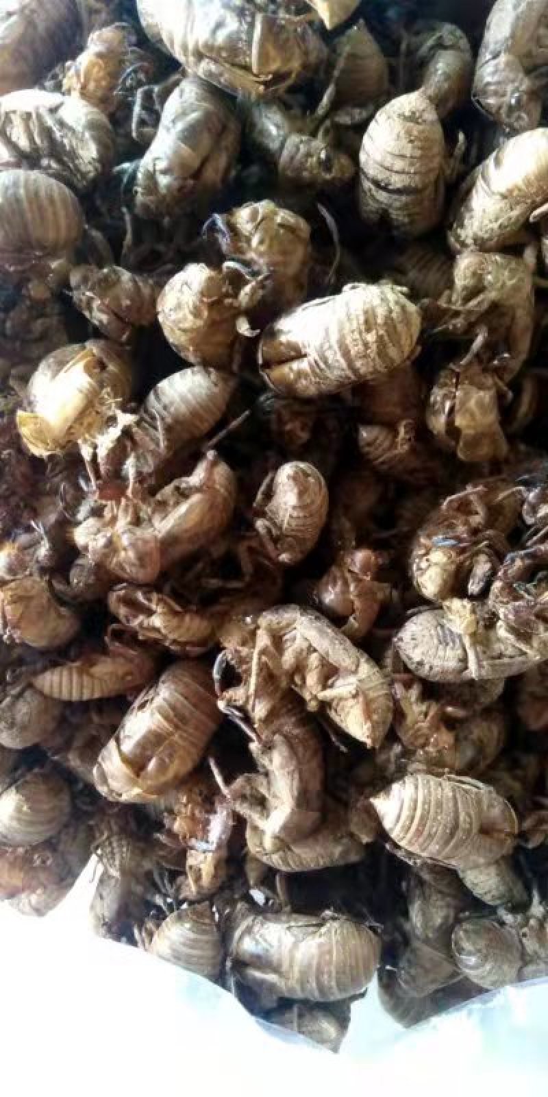 悦享蝉蜕好滋味原产地农产品24小时在线服务现货秒发