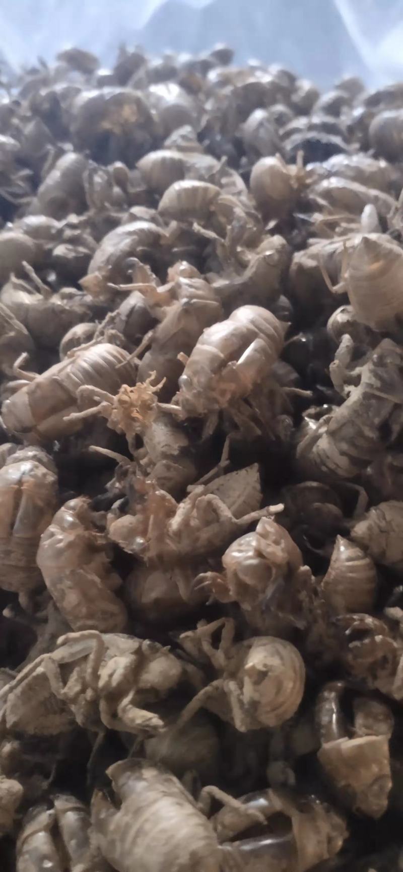 悦享蝉蜕好滋味原产地农产品24小时在线服务现货秒发