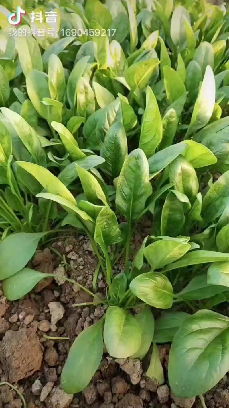 精品大棚菠菜，产地直供，实力代办质量保证，全国发货