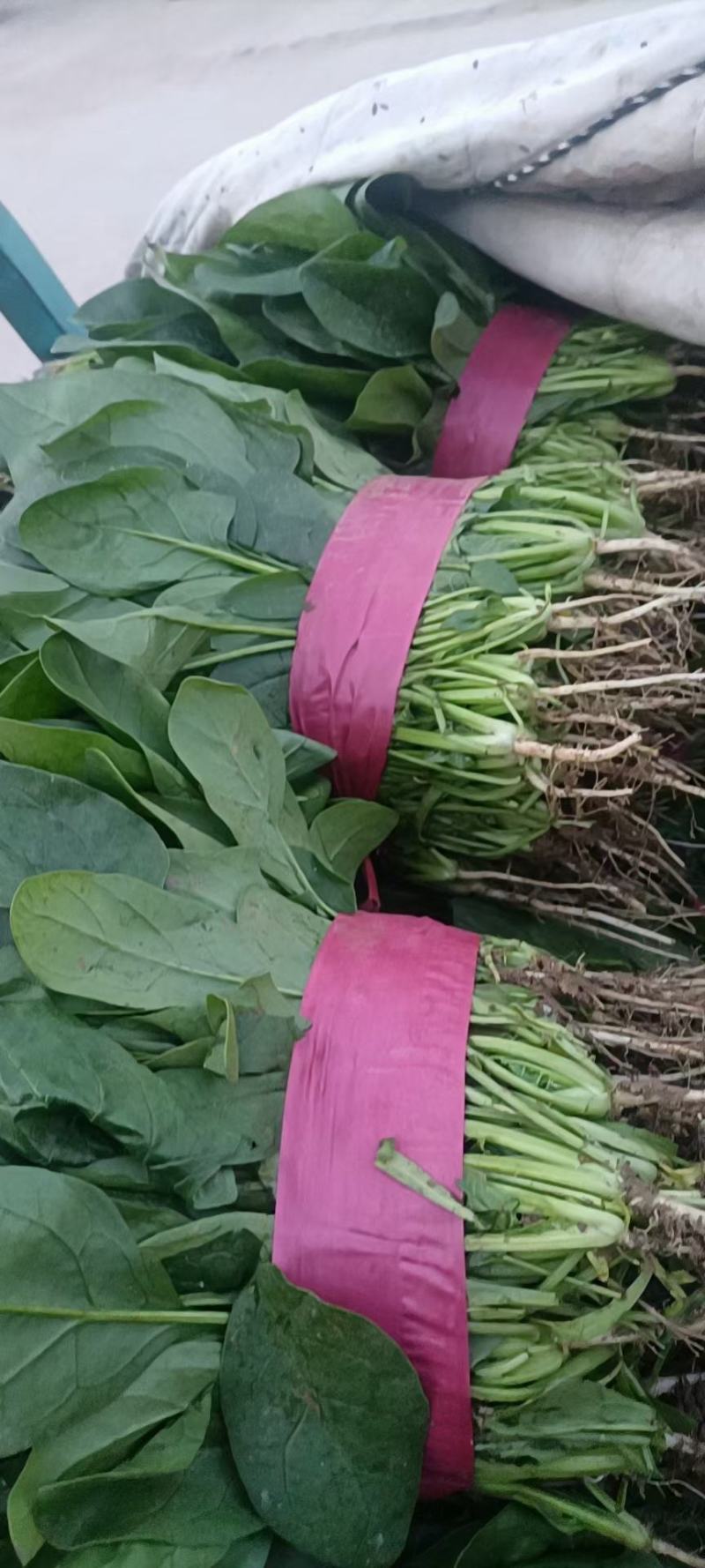 精品大棚菠菜，产地直供，实力代办质量保证，全国发货