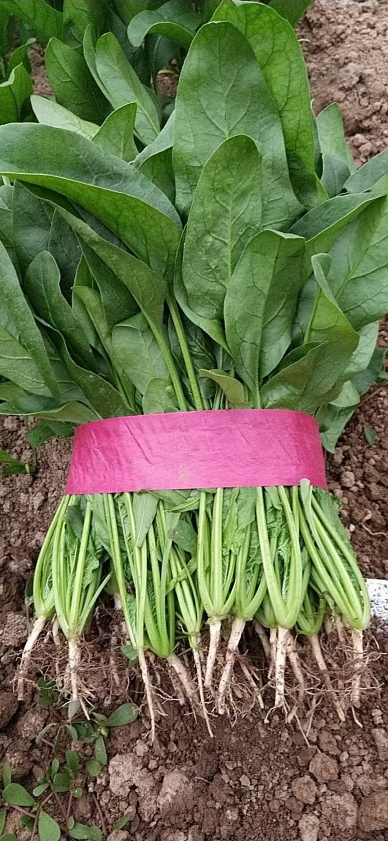 精品大棚菠菜，产地直供，实力代办质量保证，全国发货