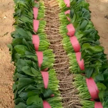 精品大棚菠菜，产地直供，实力代办质量保证，全国发货