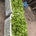 广安武胜基地儿菜净菜儿菜毛菜儿菜