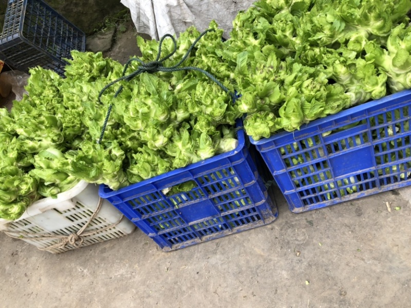 广安武胜基地儿菜净菜儿菜毛菜儿菜