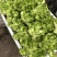广安武胜基地儿菜净菜儿菜毛菜儿菜