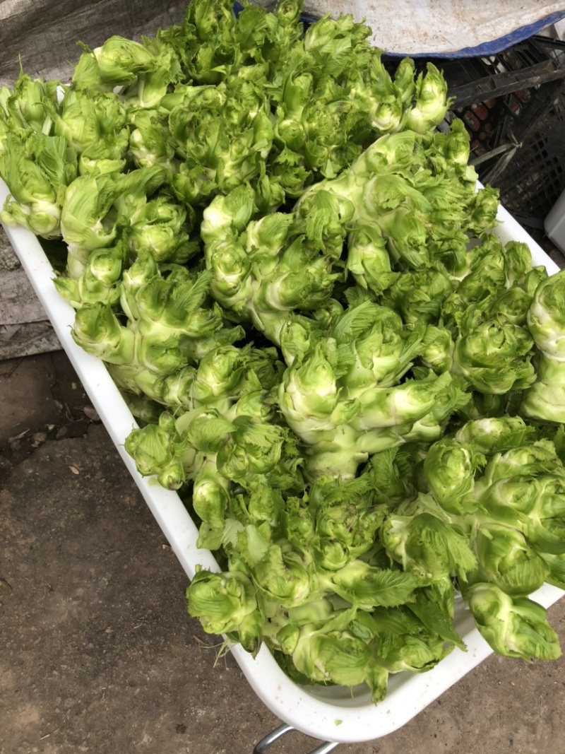 广安武胜基地儿菜净菜儿菜毛菜儿菜