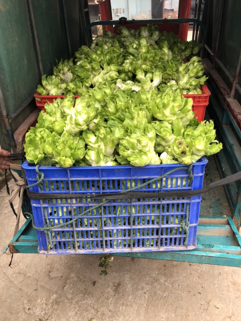 广安武胜基地儿菜净菜儿菜毛菜儿菜