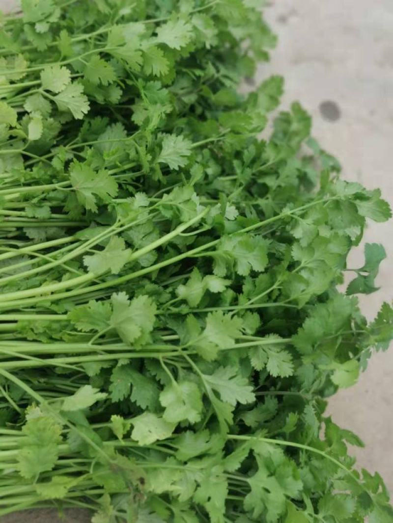 精品大棚大叶香菜，产地直供，实力代办质量保证，全国代发