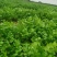 精品大棚大叶香菜，产地直供，实力代办质量保证，全国代发