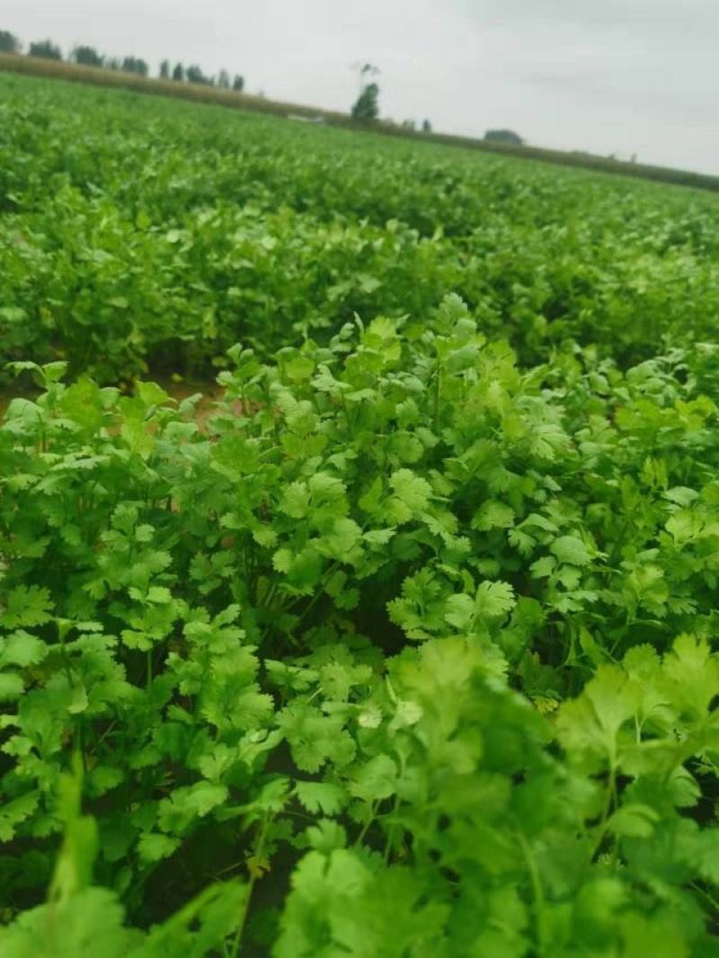 精品大棚大叶香菜，产地直供，实力代办质量保证，全国代发
