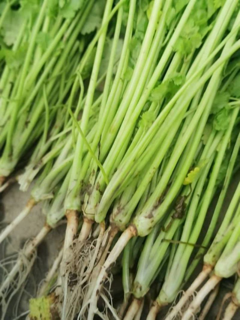 精品大棚大叶香菜，产地直供，实力代办质量保证，全国代发