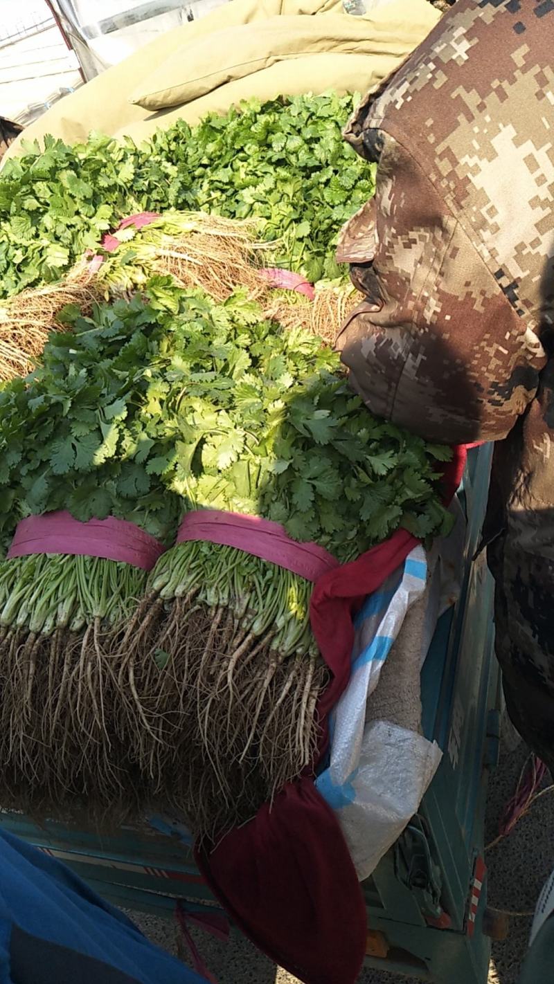 精品大棚大叶香菜，产地直供，实力代办质量保证，全国代发