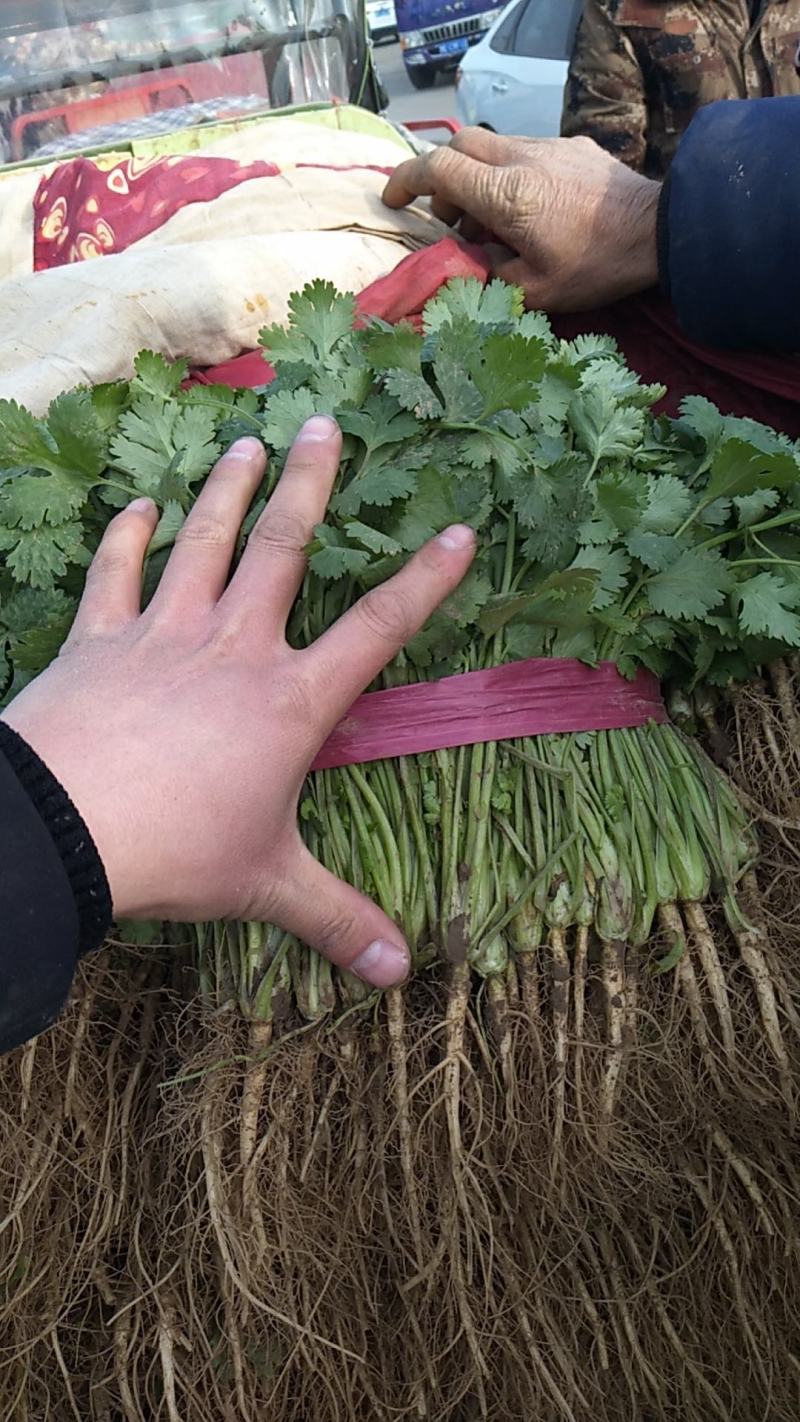 精品大棚大叶香菜，产地直供，实力代办质量保证，全国代发