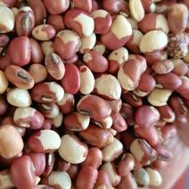 花豆，花豇豆，2022年新货，量大更