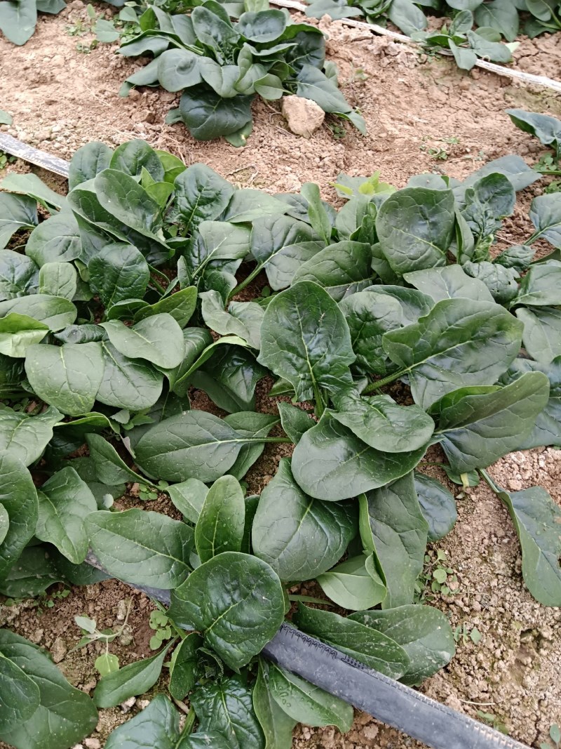陕西咸阳淳化菠菜大量上市，欢迎客商前来订购