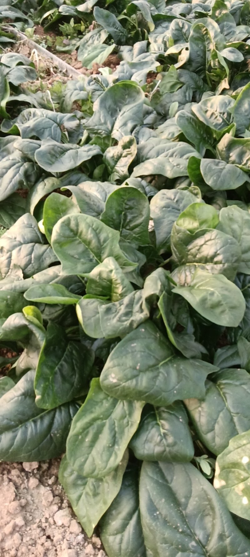 陕西咸阳淳化菠菜大量上市，欢迎客商前来订购