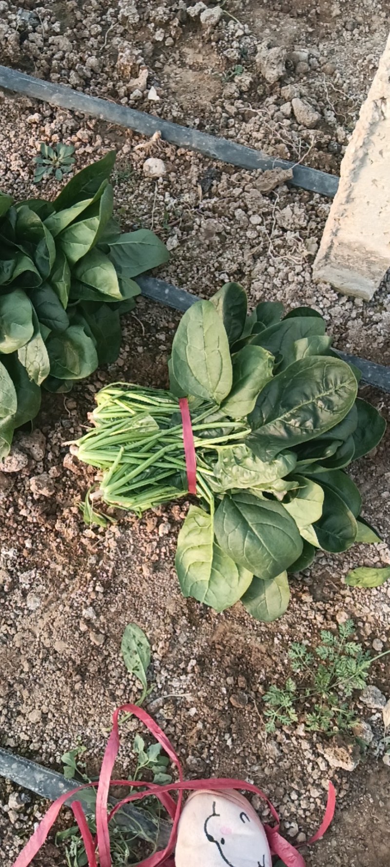 陕西咸阳淳化菠菜大量上市，欢迎客商前来订购