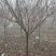 太阳李3公分4公分5公河北保定正宗太阳李树形美观规格齐全