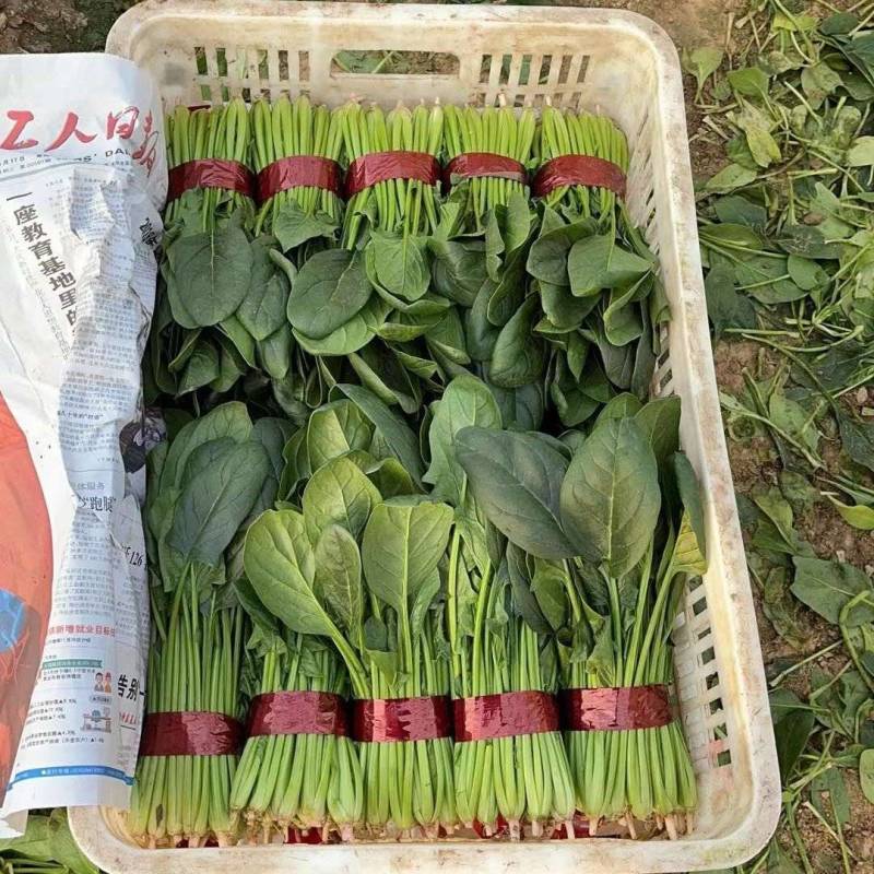 精品菠菜山东菠菜全年供货价格实惠大量批发货