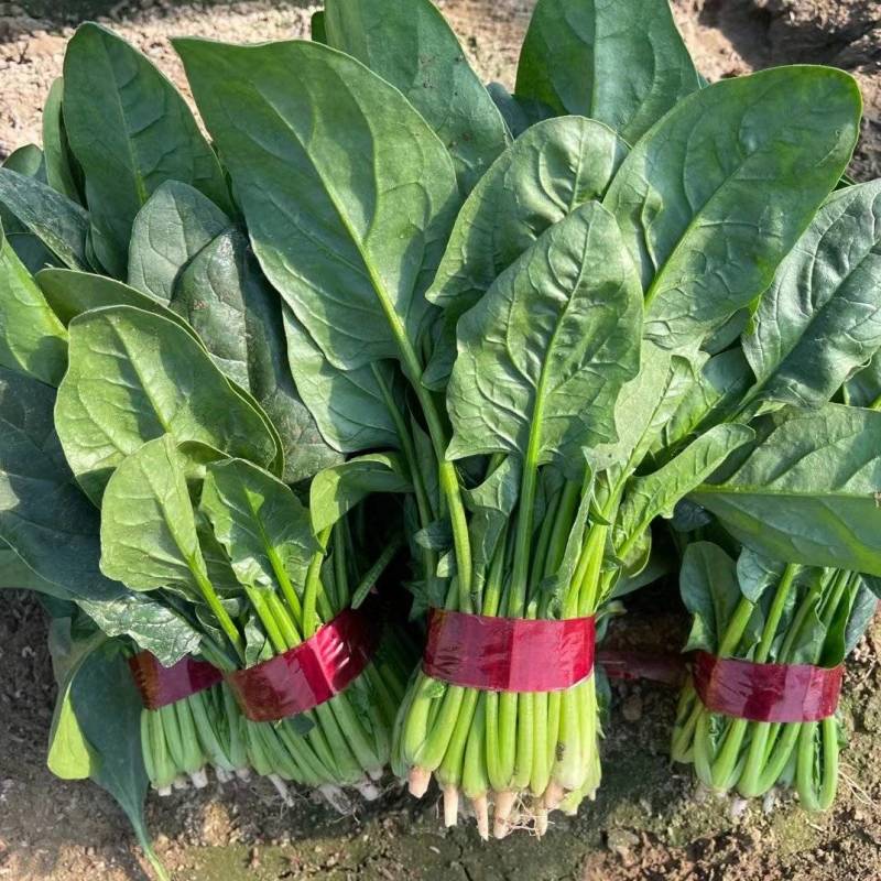 精品菠菜山东菠菜全年供货价格实惠大量批发货