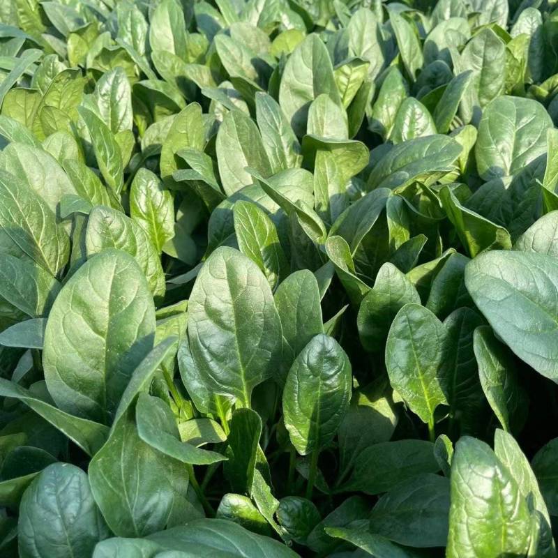 精品菠菜山东菠菜全年供货价格实惠大量批发货
