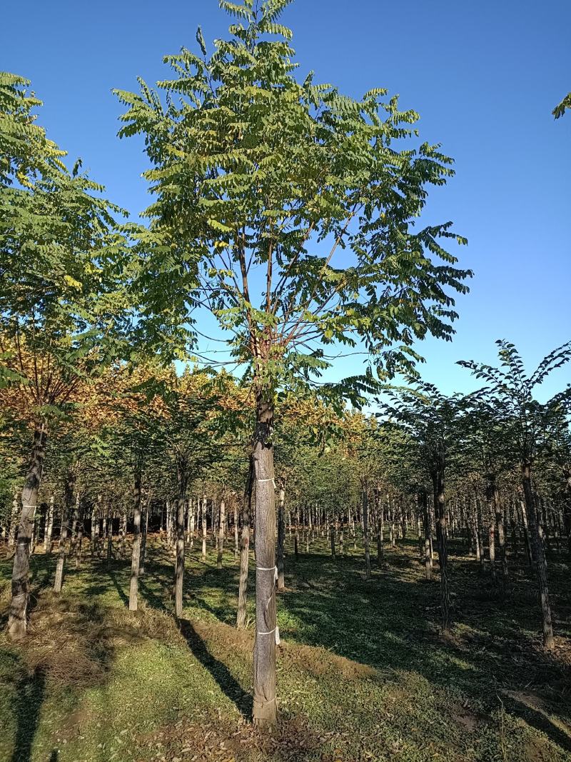 大量低价出售，6-18公分香花槐树形好价格低